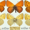 lycaena thersamon kurdistanica tabl